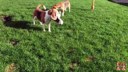 10 Reasons why you should NOT get a BEAGLE! Funny Dogs Louie & Marie