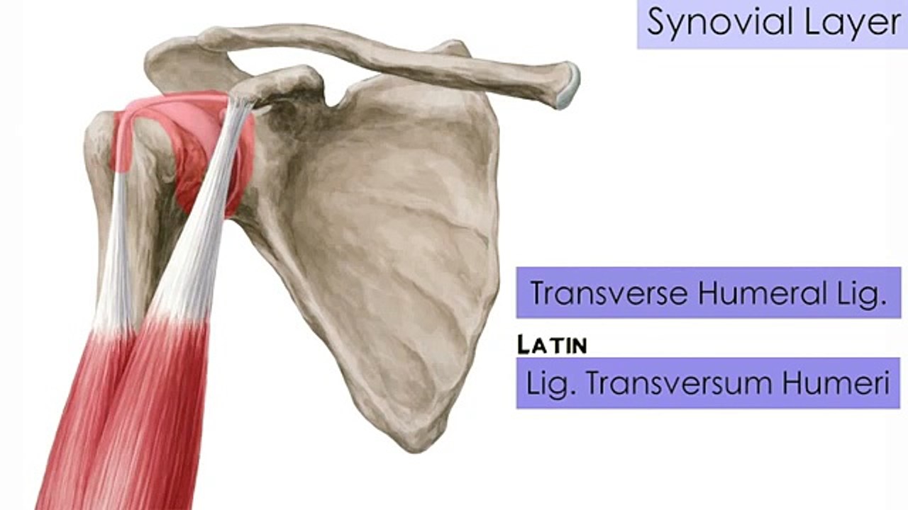Shoulder Joint - Human Anatomy | Kenhub