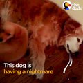Puppy Comforts Mom During Nightmare | The Dodo