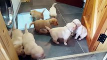 Golden Labrador puppies deliver cuteness overload