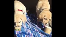 Labrador Retriever Puppies Funny Compilation - Best of 2017