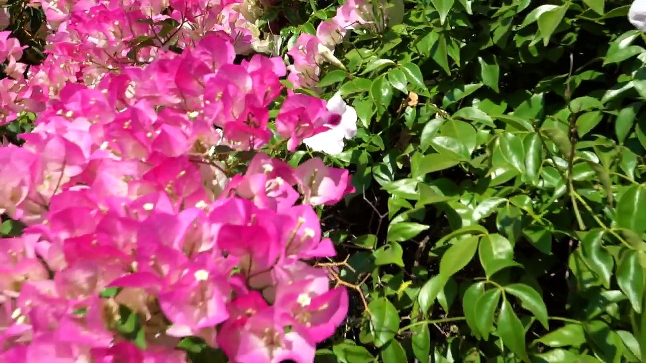 MY BABY BOY PASSED PUPPY SCHOOL!!