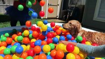 Sammie vs Princess Bath Time Ball Pit Pool Surprise - Golden Retriever Puppy | Playtime Fun Vlog