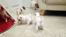 Jack Russell father's first encounter with his puppies