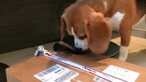Happy Dogs Unboxing Their 