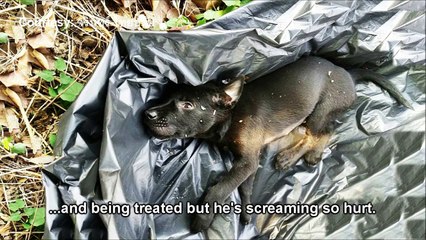 Puppy Hit by Car Screaming in Pain on the Street Getting Rescued