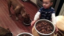 4 year old boy feeding 4 giant Pit bull puppies then feeds himself!! LEADERSHIP ddklinefamily