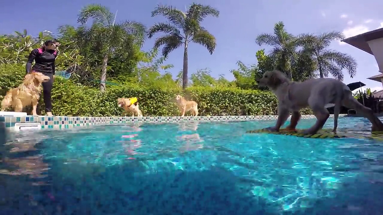 Golden Retrievers rescue stranded puppy in pool