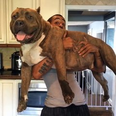 Giant pit bull puppies hulk kids