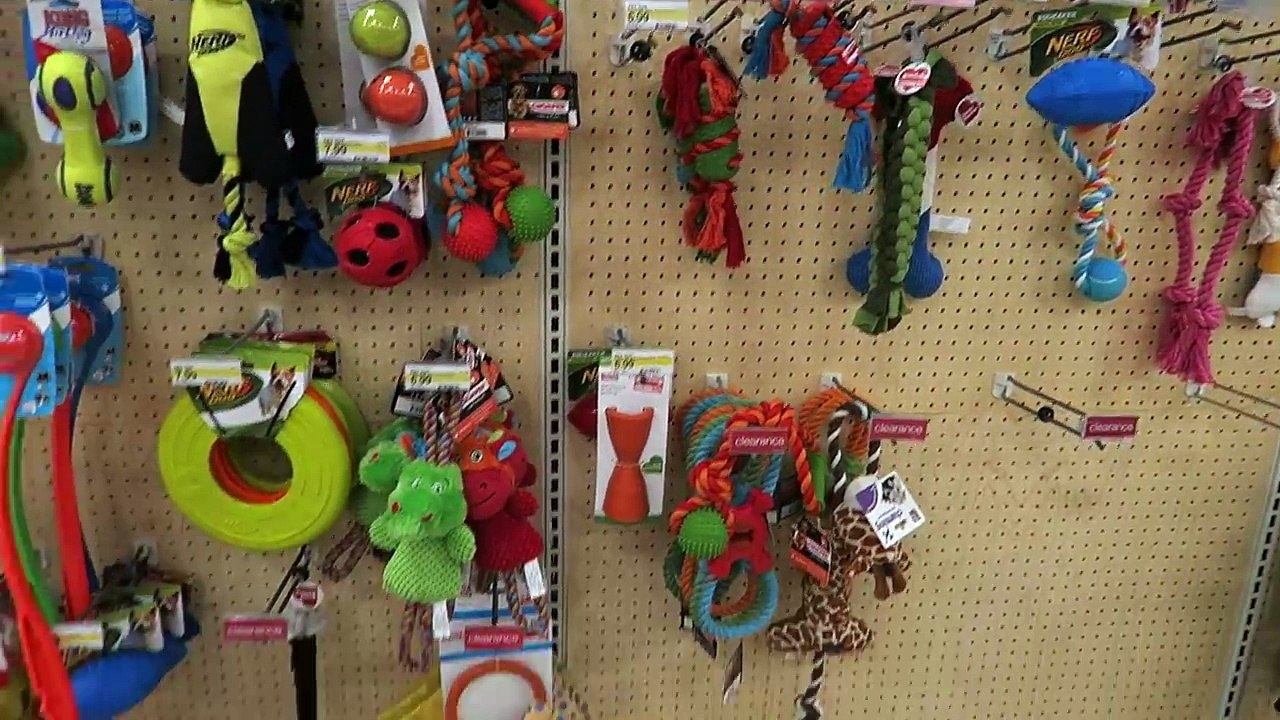 A NEW PUPPY?! (Super Cooper Sunday #67)