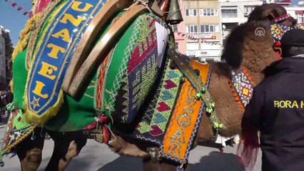 Burhaniye'de deve güzellik yarışması yapıldı - BALIKESİR
