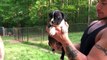 Carolina bully farms moneyline puppies avail spring 2016