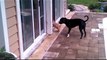 Cute Dog Teaches Puppy To Use The Door