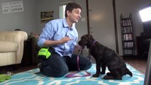 The Puppy Training Shortcut: Clicker Training Explained
