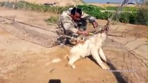 Soldier Rescues Dog - Iraqi Soldier Saves Entangled Puppy That Got Trapped In A Net | Dog Set Free
