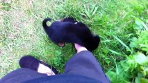 Cats Meeting Puppies for the First Time Compilation (2014)