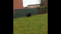 Newfoundland Puppy Dog Carries Smaller Puppy Dog in Mouth