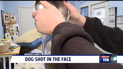 Dog Has Jaw Amputated After Being Shot in the Face