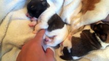 Cuteness overload: Tickling newborn puppies