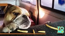 Funny videos of animals: adorable Bulldog puppy can't get to french fries - TomoNews