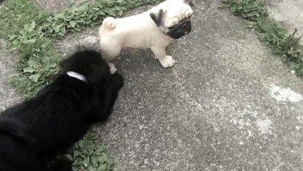 Darcy Vader the pug puppy fights fake dog