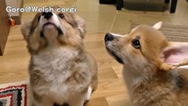 cute corgi puppies flap ear / コーギー子犬のお耳 20150704 Part 8 welsh corgi pembroke