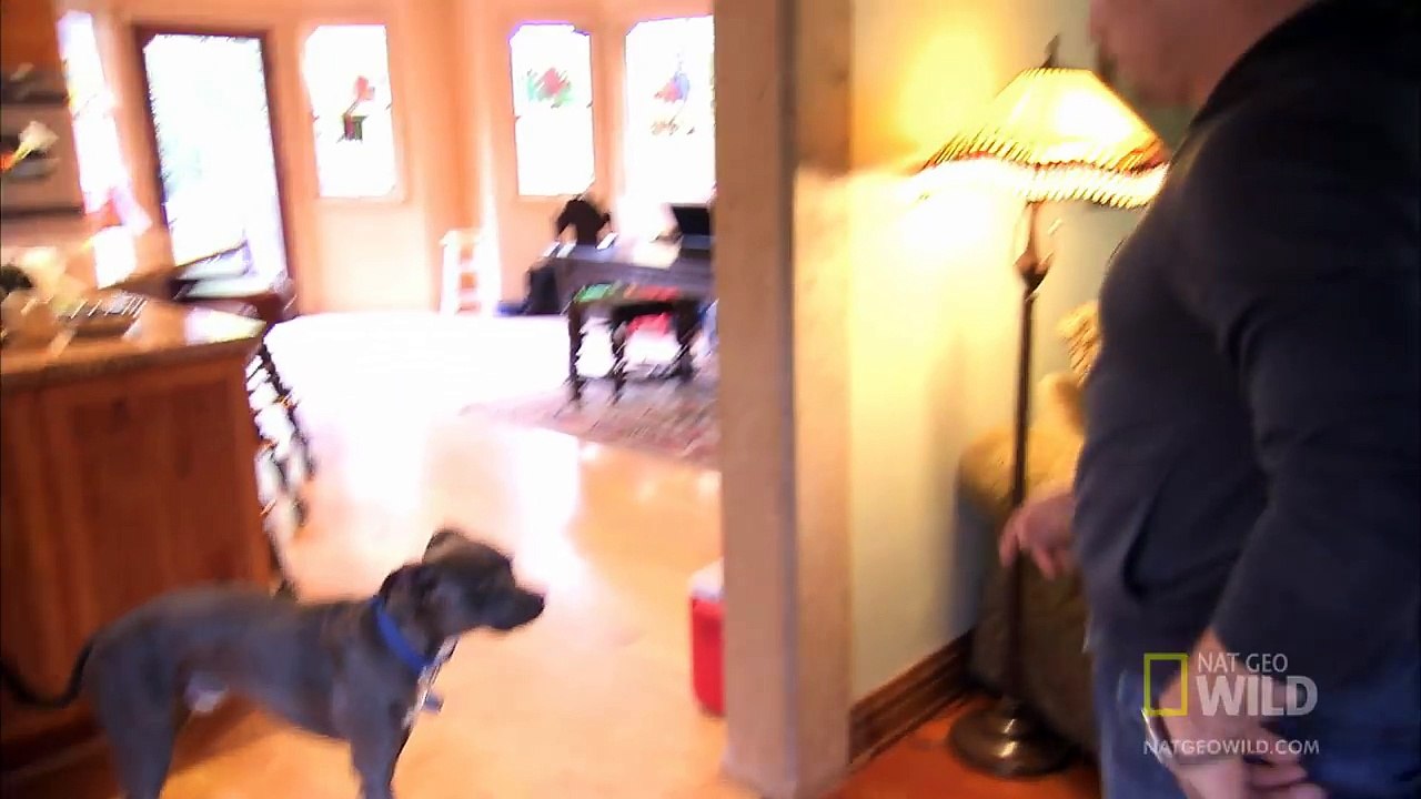 Pit Puppy Lessons | Dog Whisperer