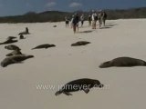 Galapagos Islands travel: Sea Lions