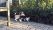 7 Weeks Old Beagle Puppies! CUTE