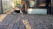 Cute Puppies Playing Outside With Mom for The First Time! 5 Weeks old!