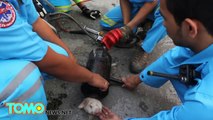Cute puppy rescue video: Dog saved from head caught in exhaust pipe in Thailand