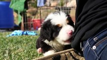 Cutest Bernese Mountain Dog Puppy Attacks My Shirt! - Puppy Love