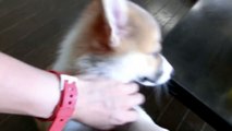 Cute 10 puppies = Chaos!  [Part 1] コーギー 子犬