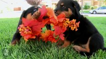 Fuzzy Rottweiler Puppies Are Thankful For You! - Puppy Love