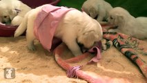 Precious Golden Retriever Puppies Play Tug-of-War! - Puppy Love