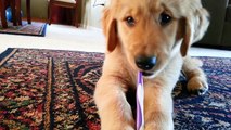 Golden Retriever puppy brushes her teeth