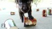 Cuddly Lab Puppies VS. Paper Cup MONSTERS - Puppy Love