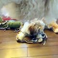Dog takes Shih Tzu puppy for a ride