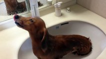 Puppy Loves His Showers | Shampoo Dog