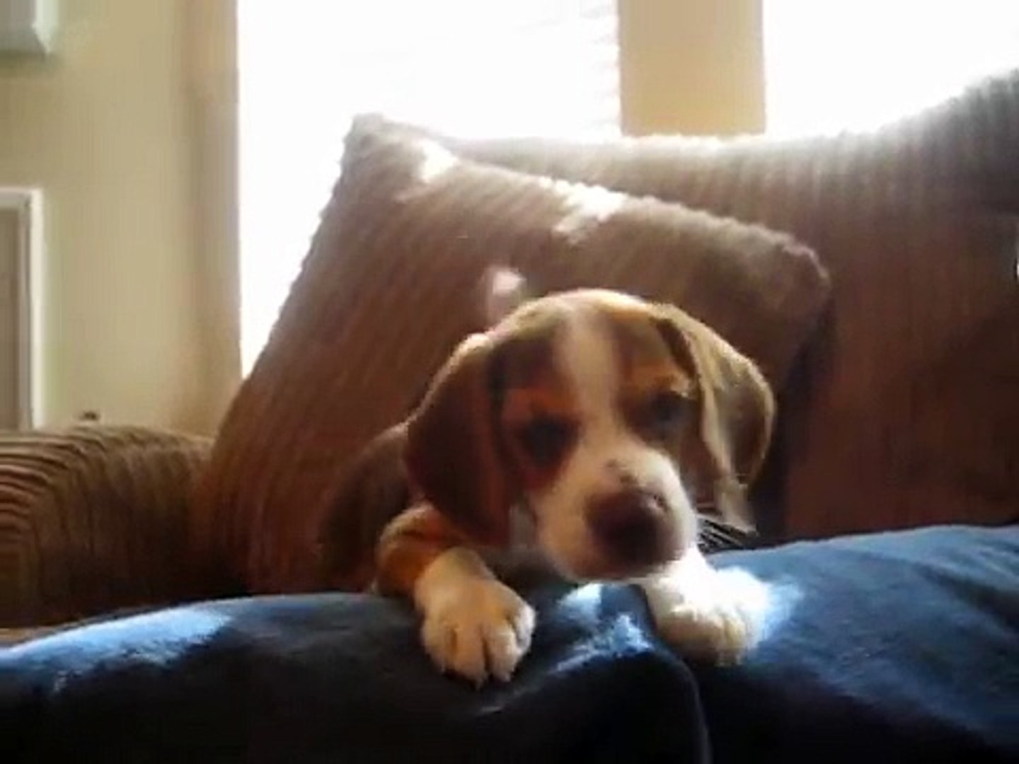 beagle puppy howl