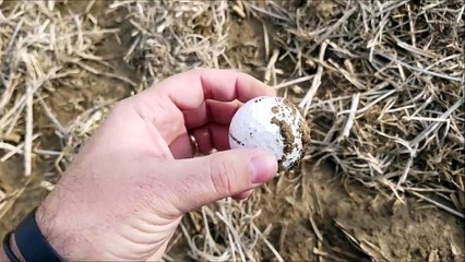 arrowhead hunting 2/11/17 - awesome find