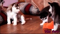 Husky puppies fighting over toy,and then comes mama husky and takes toy away