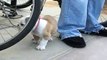 Best Funny Bulldog Puppy Compilation, So Cute , Cutest Puppies Ever