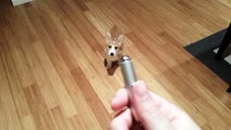 Puppy Corgi Chases Laser Pointer