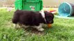 Adorable Corgi Easter Egg Hunt - Puppy Love