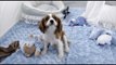 Puppy Teacup Maltese Teacup Yorkie Teacup Pomeranian Teacup Poodle 2016 WE SHIP