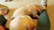 Yellow Labrador Retriever Puppies playing 6 weeks CUTE explosion (Buc~A~Buc Farm)