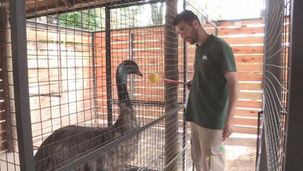 Entrenadores de animales, un trabajo vital en los zoos y ecoparques.-