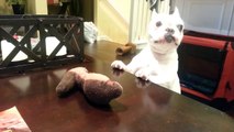 French Bulldog Puppy can't reach her toy - Lucy the Frenchie
