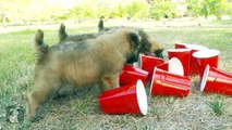 Wheaton Terrier Puppies Play with Red Solo Cups - Puppy Love